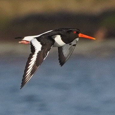 Eurasian Oystercatcher - ML618815842