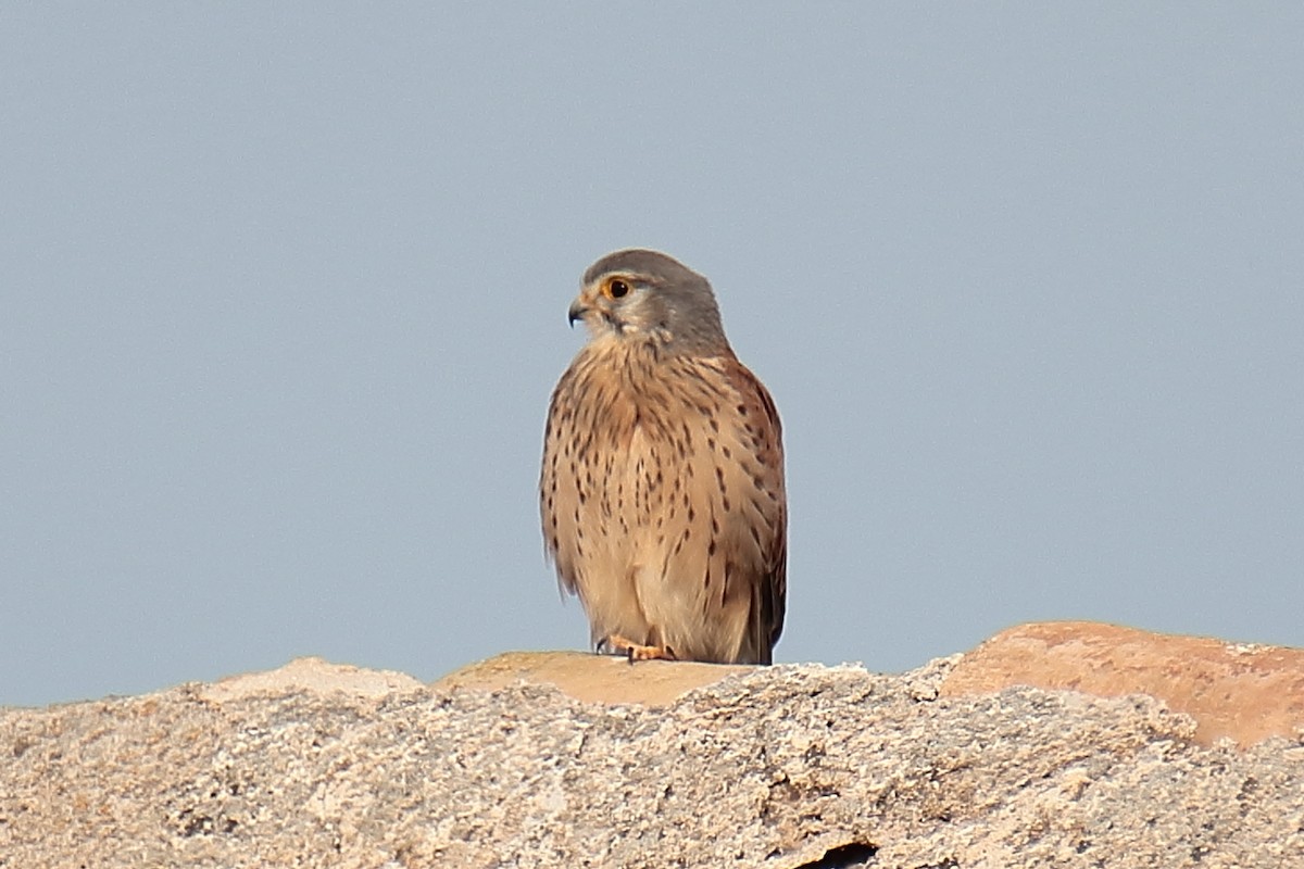 Eurasian Kestrel - Juan Sebastian Barrero