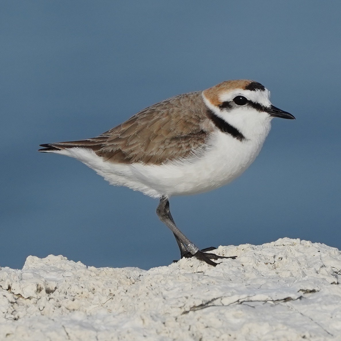 Kentish Plover - Szymon  Bzoma