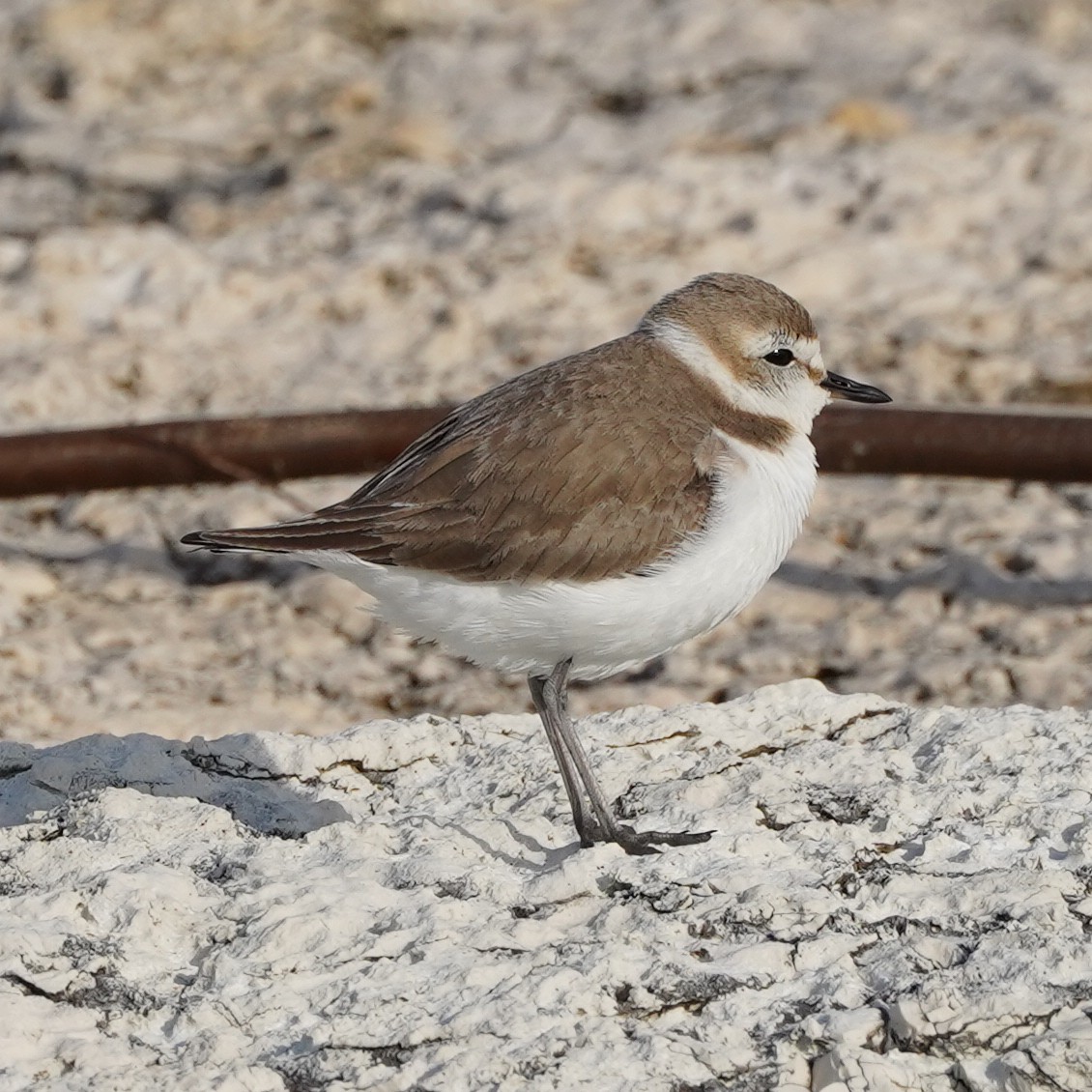 Kentish Plover - Szymon  Bzoma