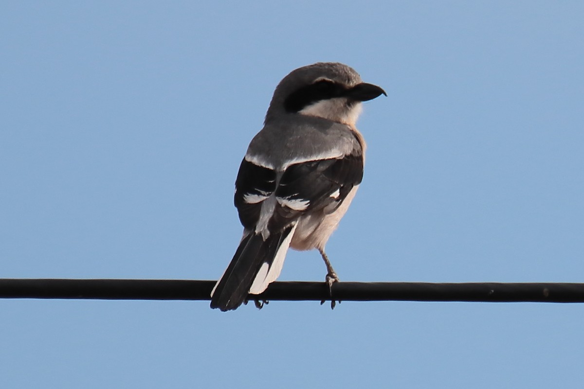 Iberian Gray Shrike - Juan Sebastian Barrero