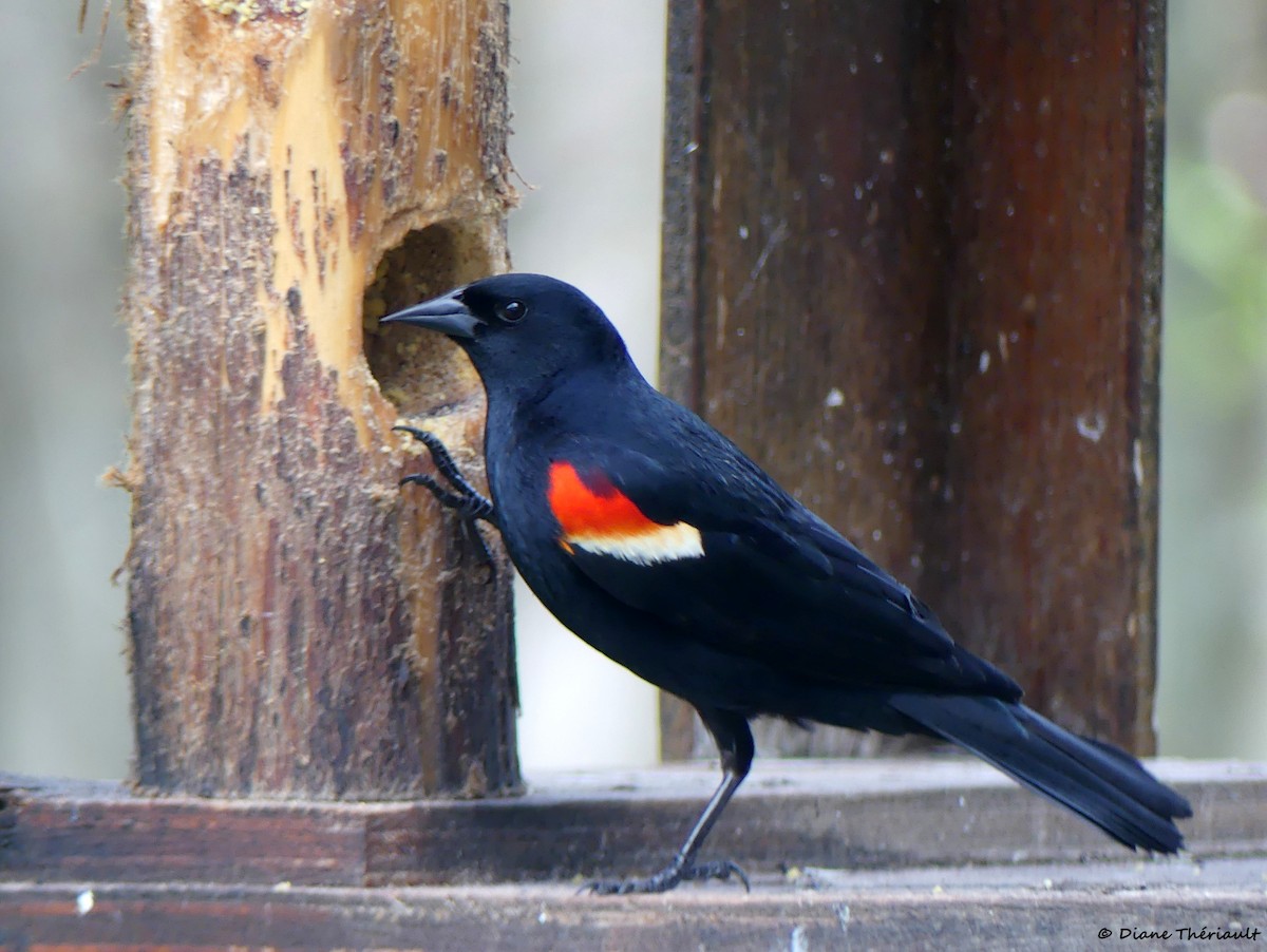 Red-winged Blackbird - Diane Thériault