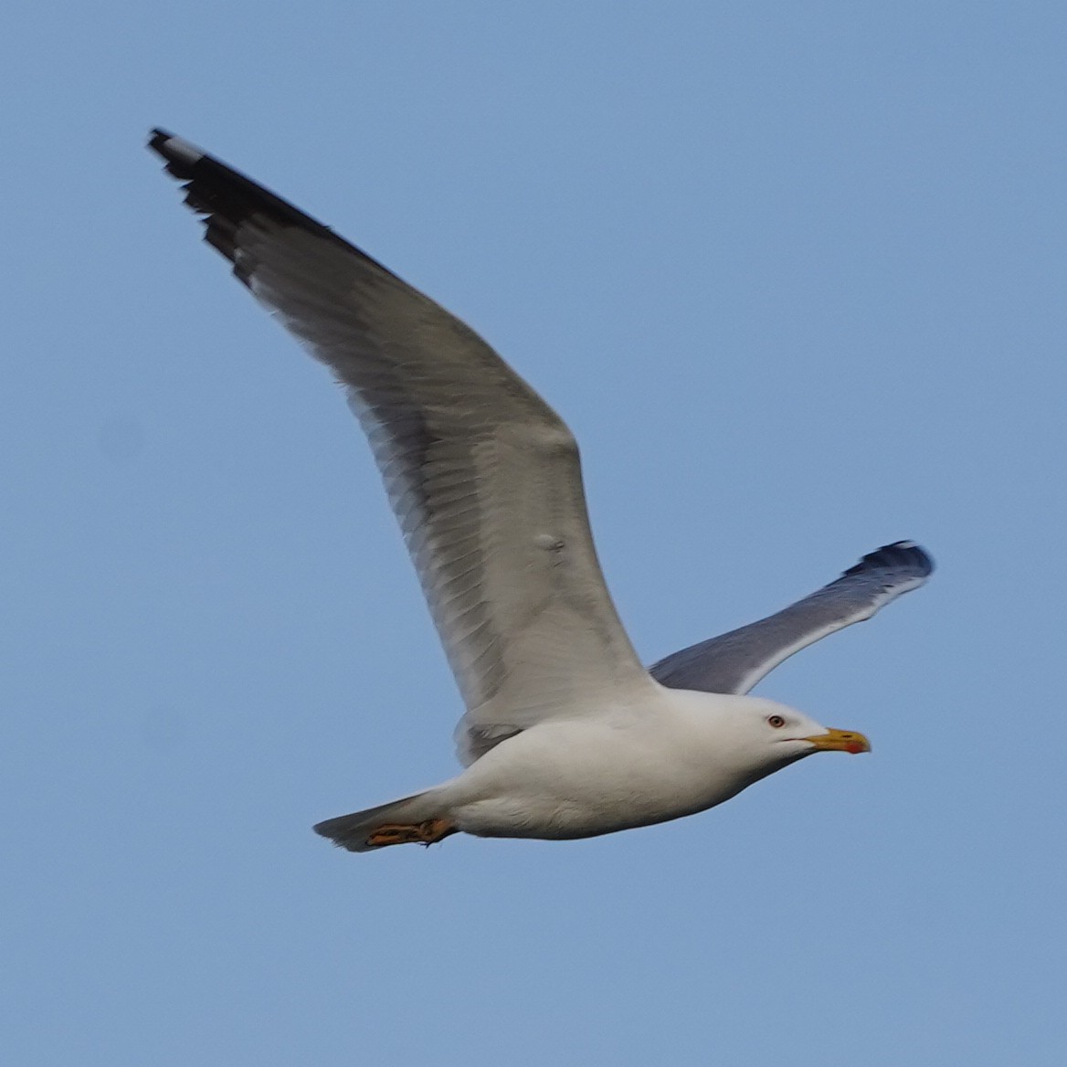 Yellow-legged Gull - Szymon  Bzoma