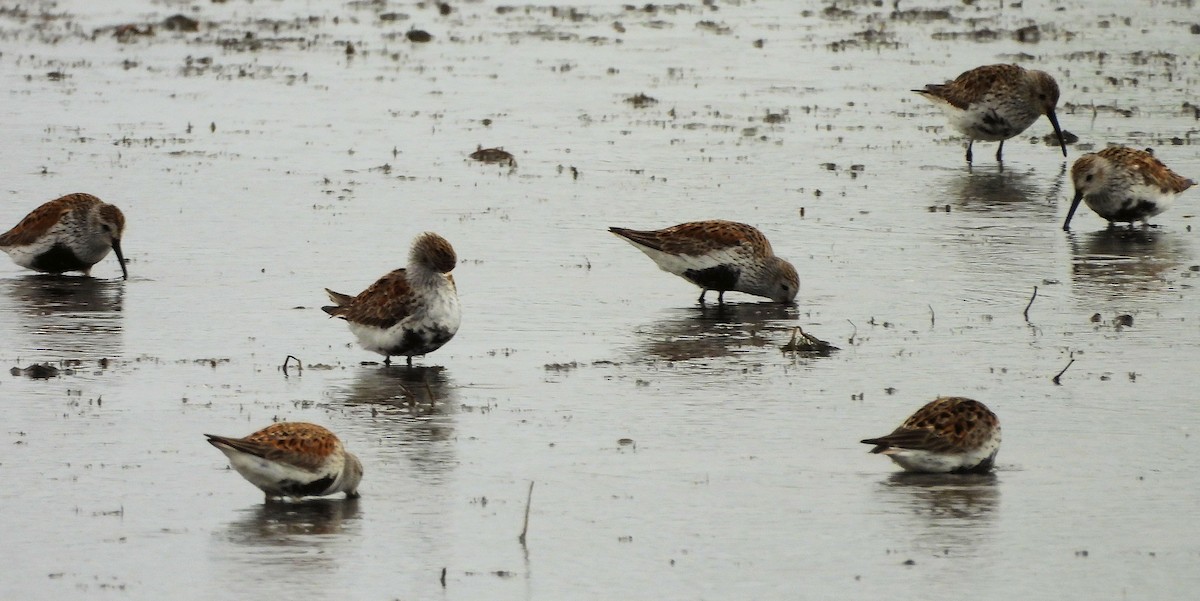 Dunlin - Anna Kozlenko