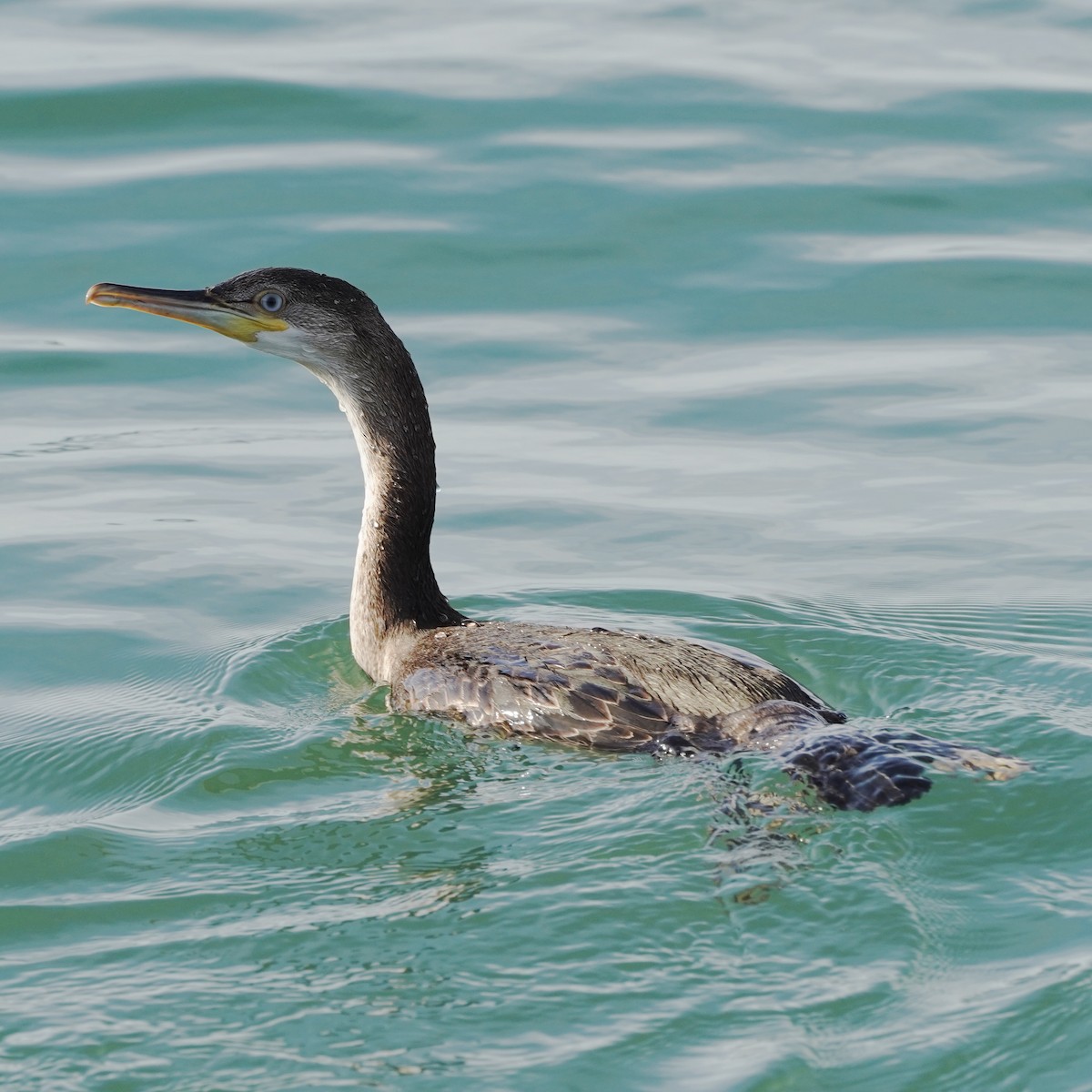 European Shag - Szymon  Bzoma