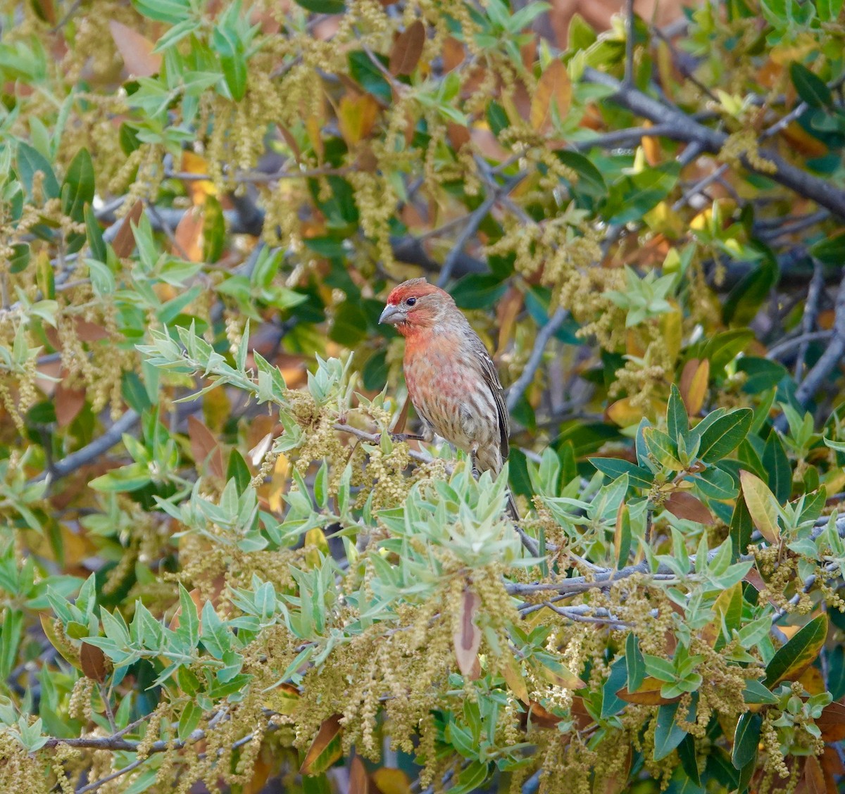 House Finch - Andrew Bailey