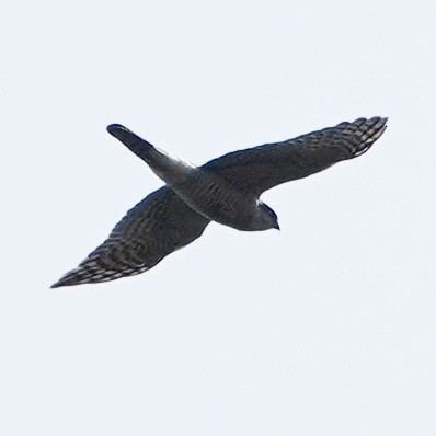 Eurasian Sparrowhawk - Szymon  Bzoma