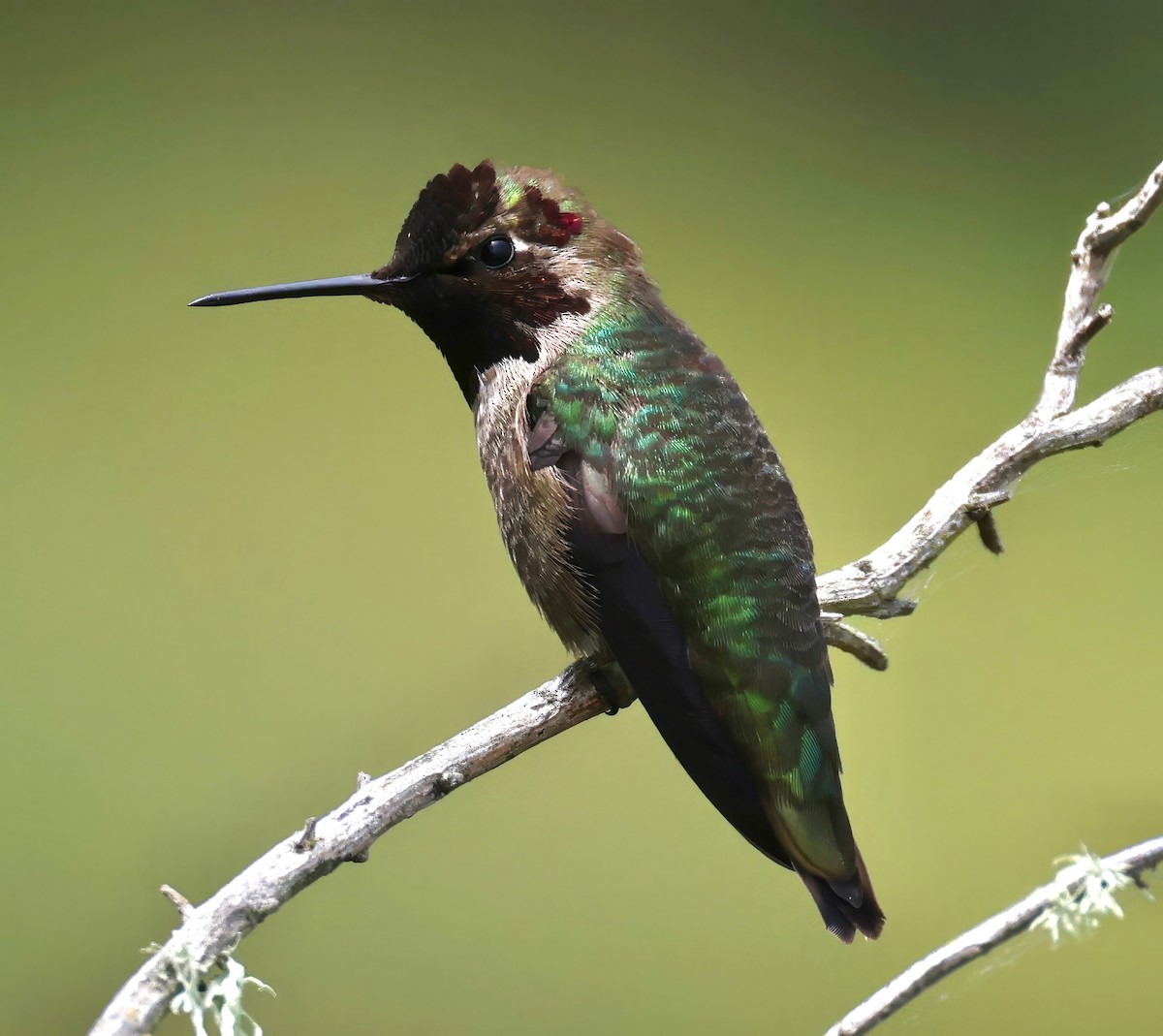 Anna's Hummingbird - Constance Vigno