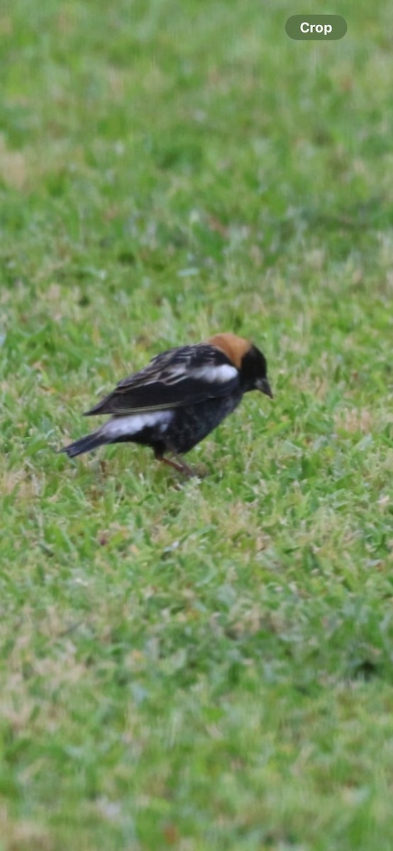 Bobolink - jessica bradley