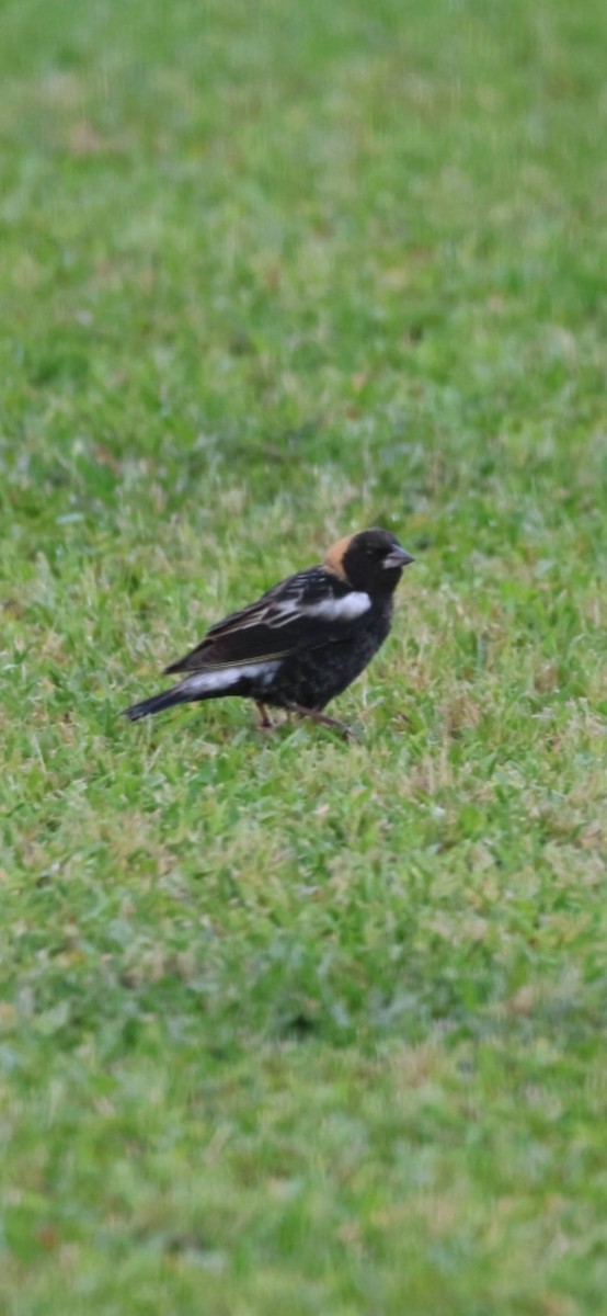 Bobolink - jessica bradley