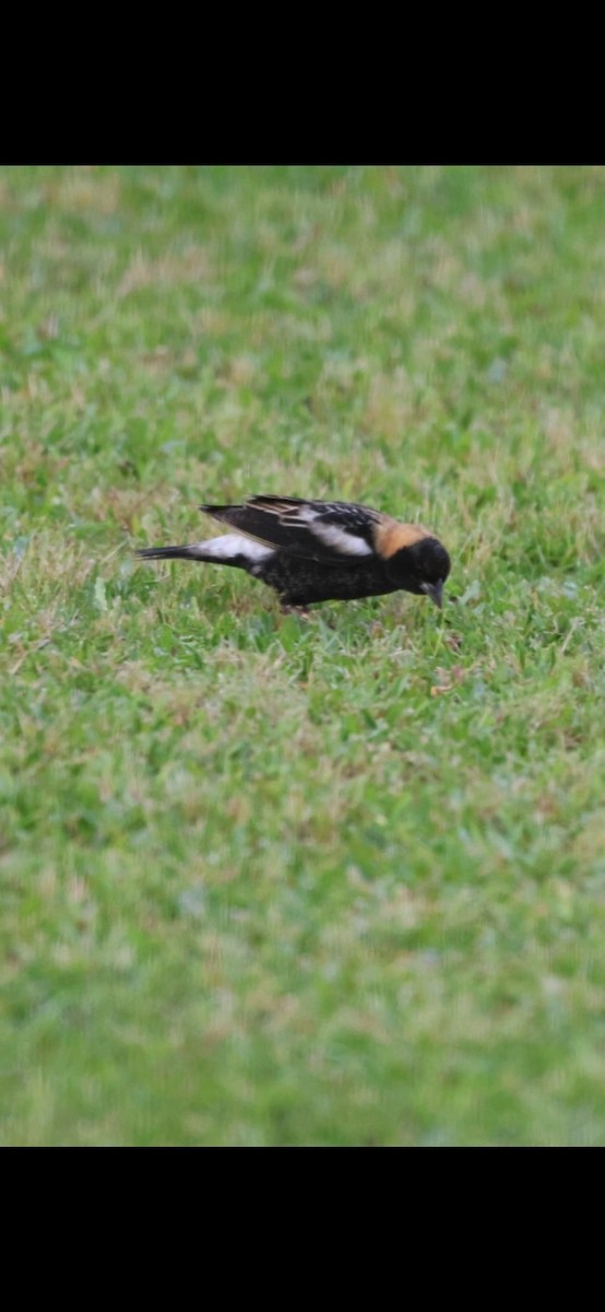 Bobolink - jessica bradley