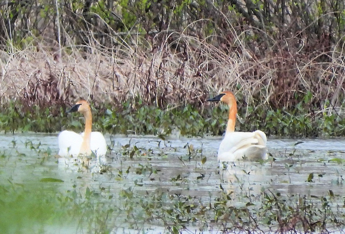 Trumpeter Swan - ML618815908