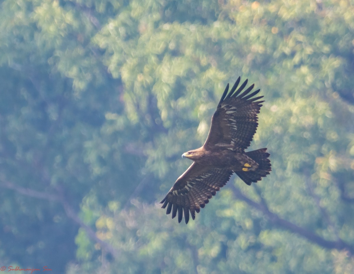 Greater Spotted Eagle - Subharanjan Sen