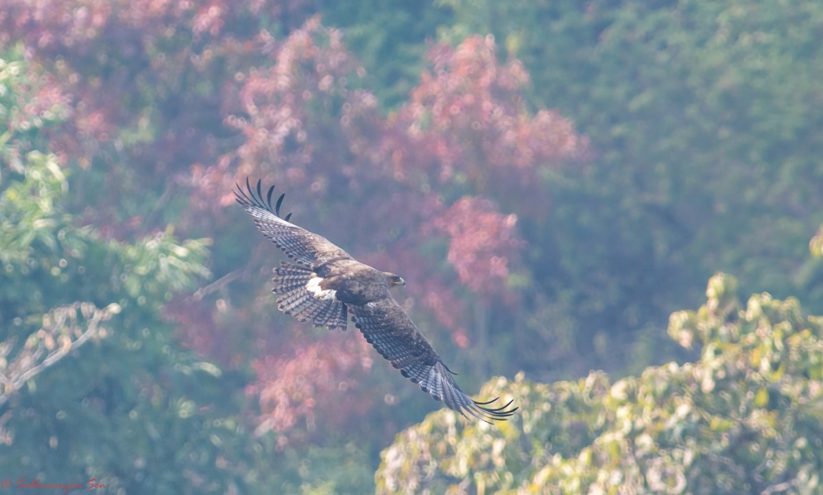 Greater Spotted Eagle - Subharanjan Sen