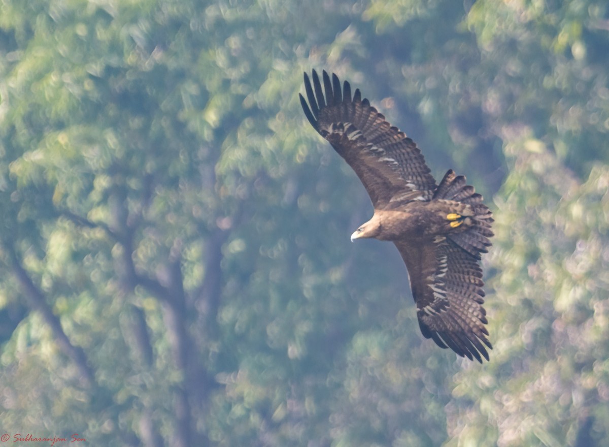 Águila Moteada - ML618815911