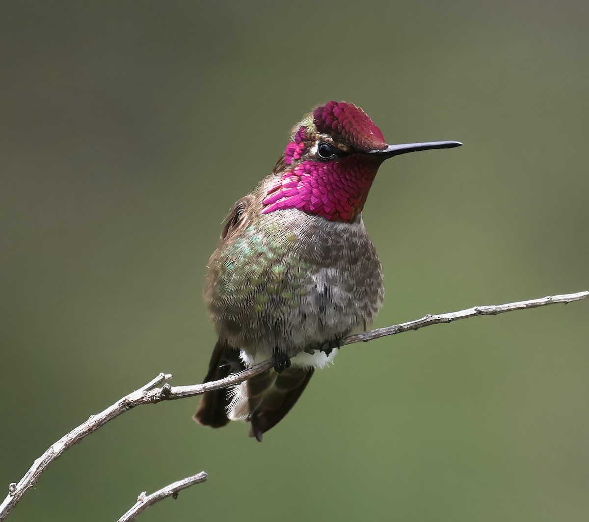 Anna's Hummingbird - Constance Vigno