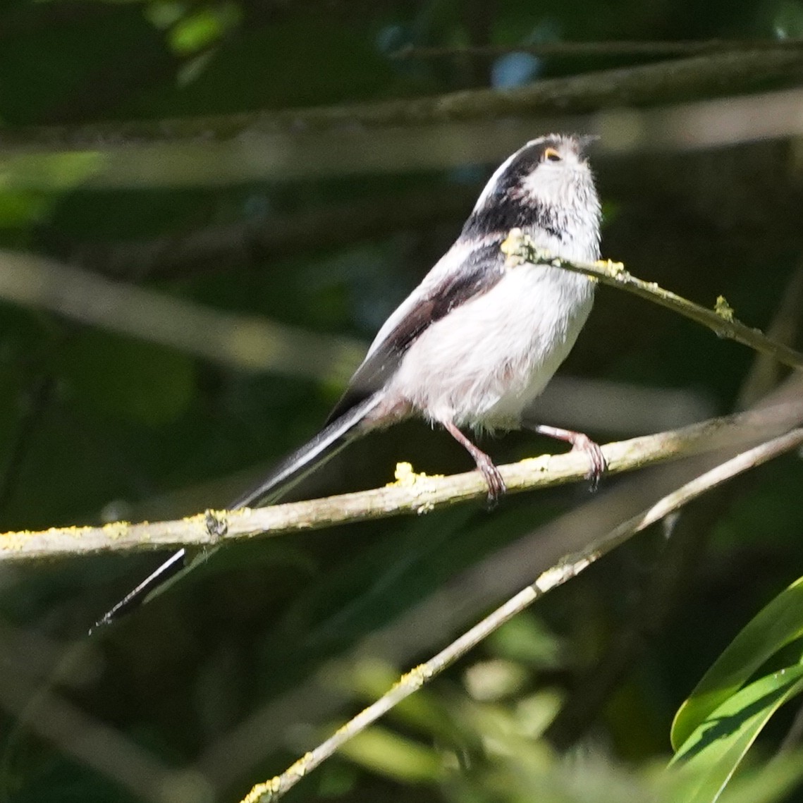 Long-tailed Tit - Szymon  Bzoma