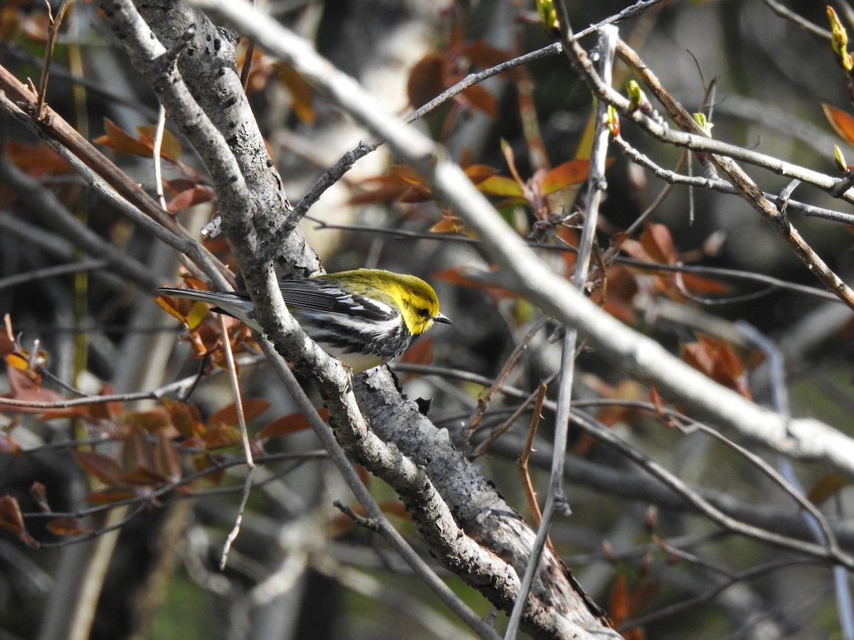 Black-throated Green Warbler - Beatrix Kohlhaas