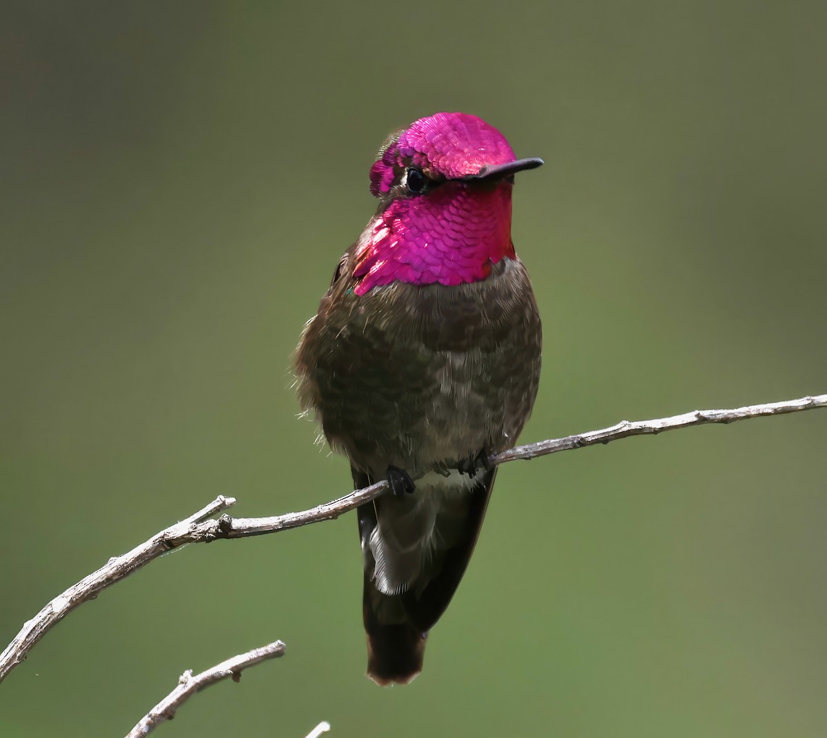 Anna's Hummingbird - Constance Vigno
