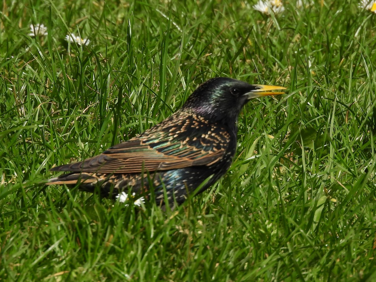 European Starling - Gerald Moore