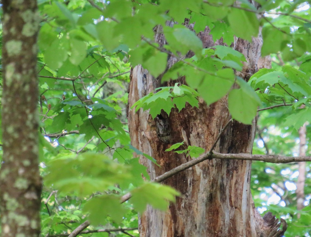 Eastern Screech-Owl - John Haas