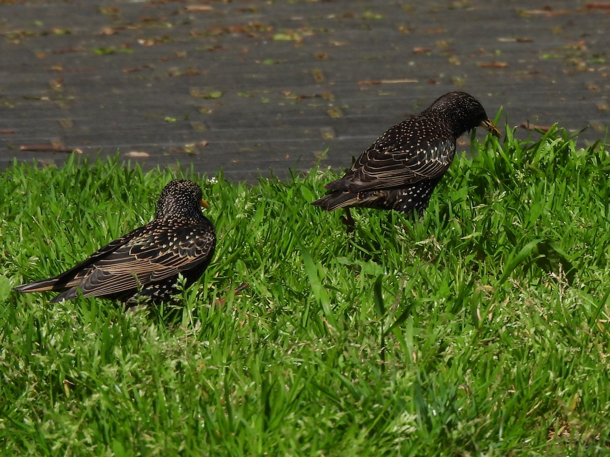 European Starling - Gerald Moore