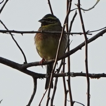 Cirl Bunting - ML618815954