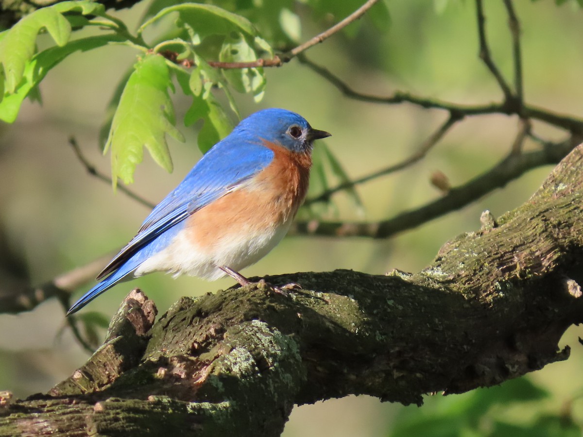 Eastern Bluebird - ML618815957