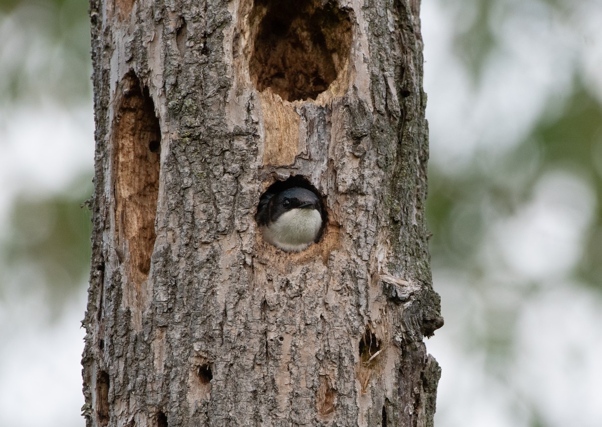 Tree Swallow - Mike Good