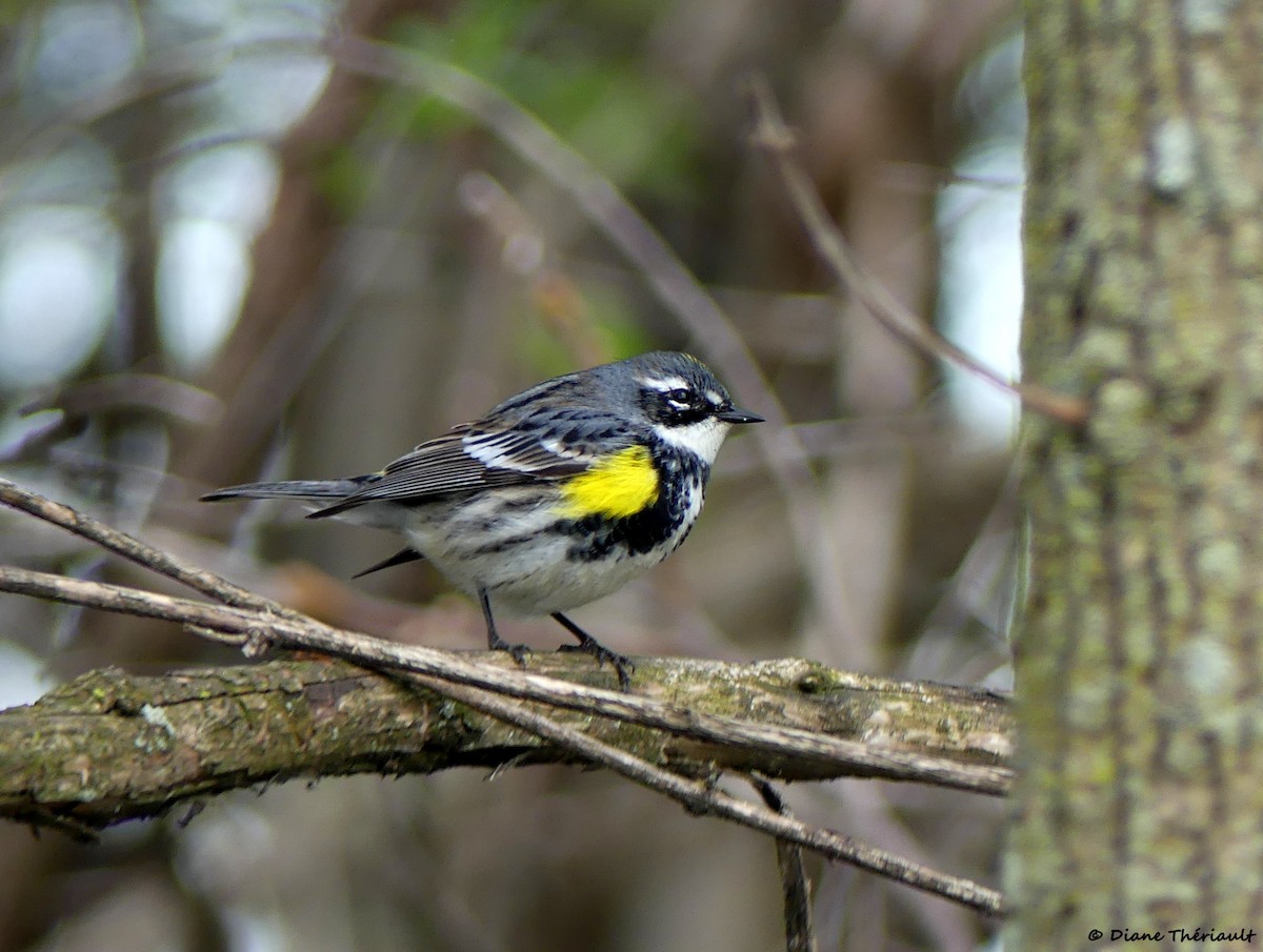 Yellow-rumped Warbler - Diane Thériault