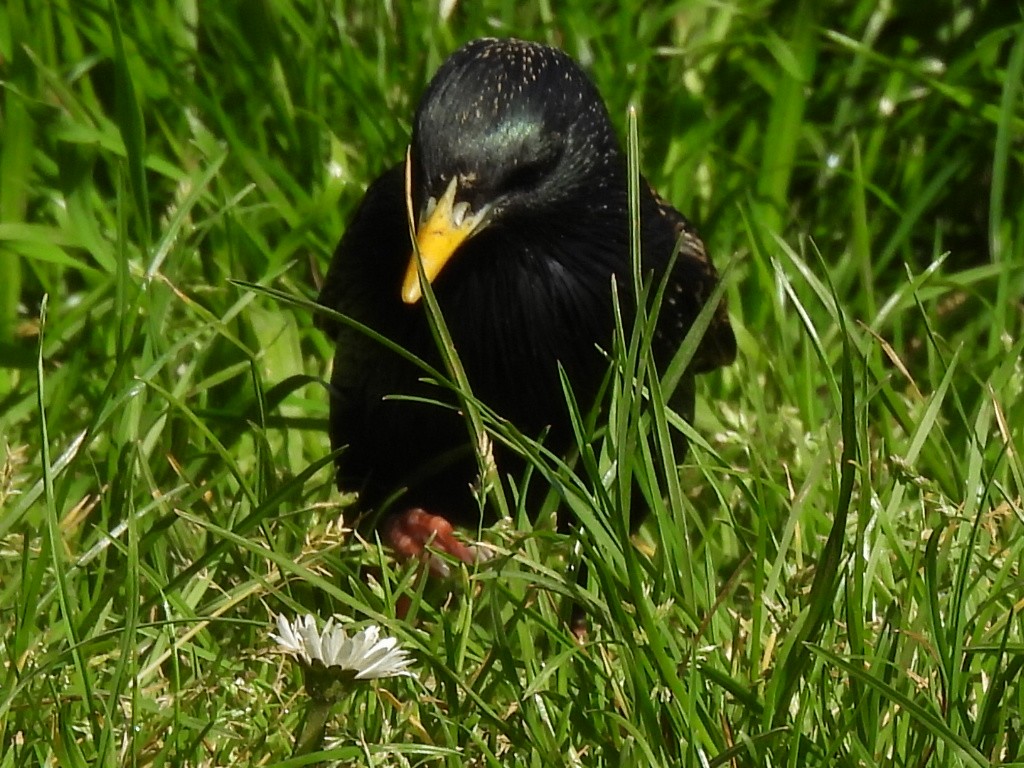 European Starling - Gerald Moore