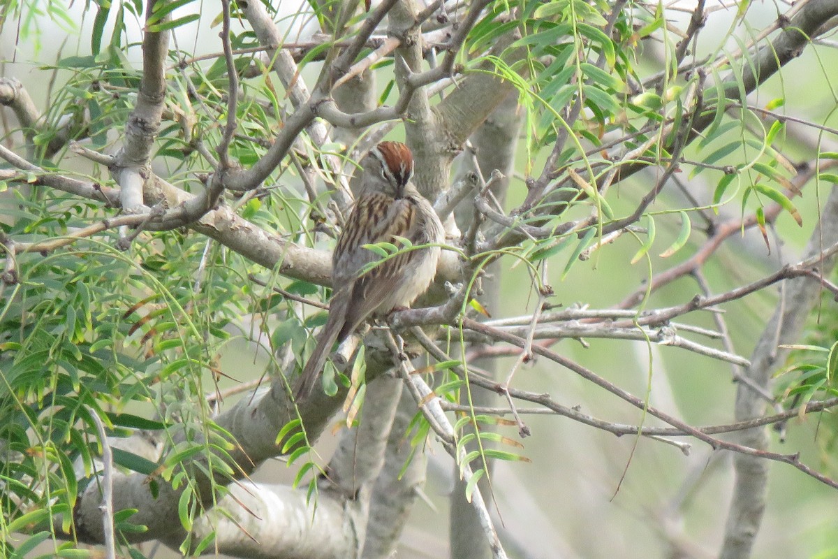 Chipping Sparrow - Nancy Clogston