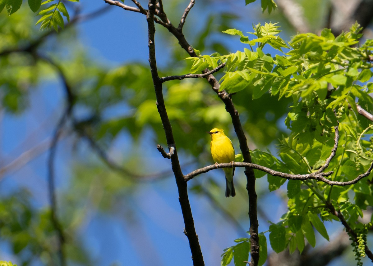 Blue-winged Warbler - Sheila and Ed Bremer