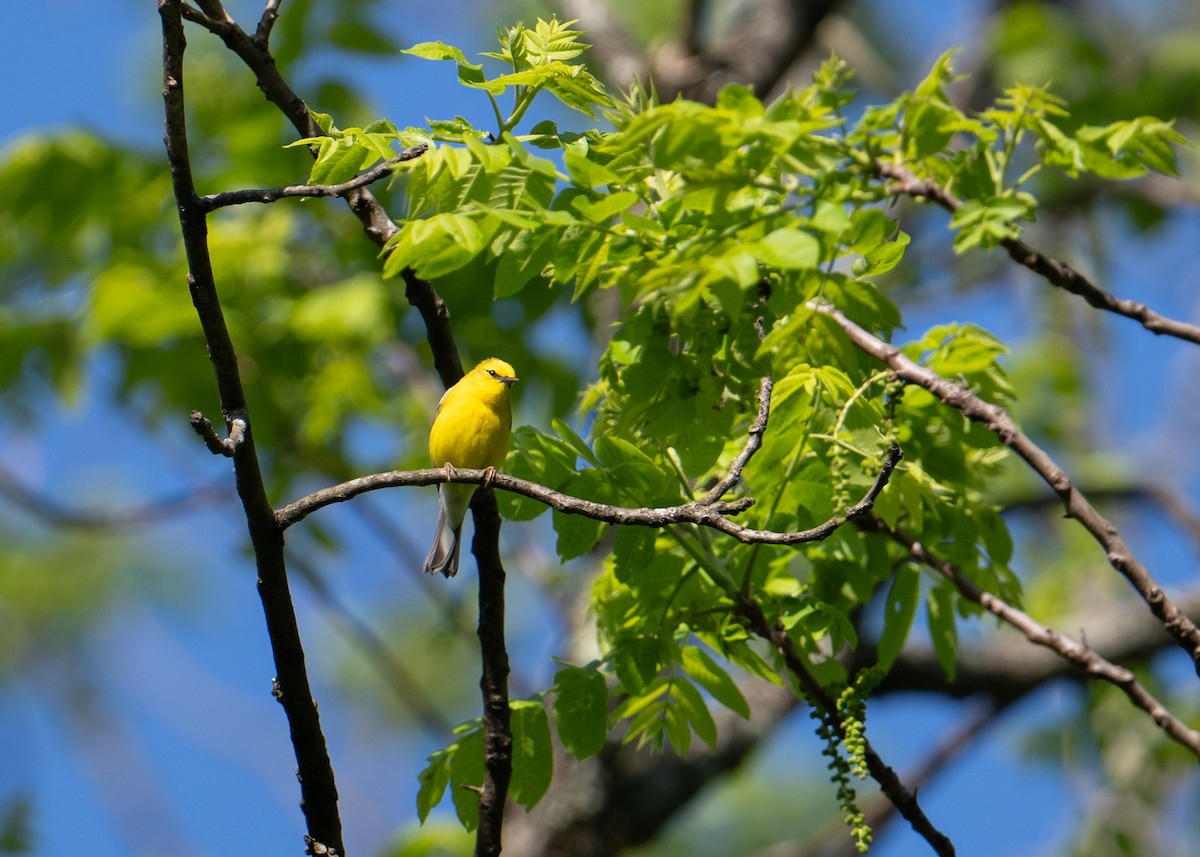 Blue-winged Warbler - Sheila and Ed Bremer