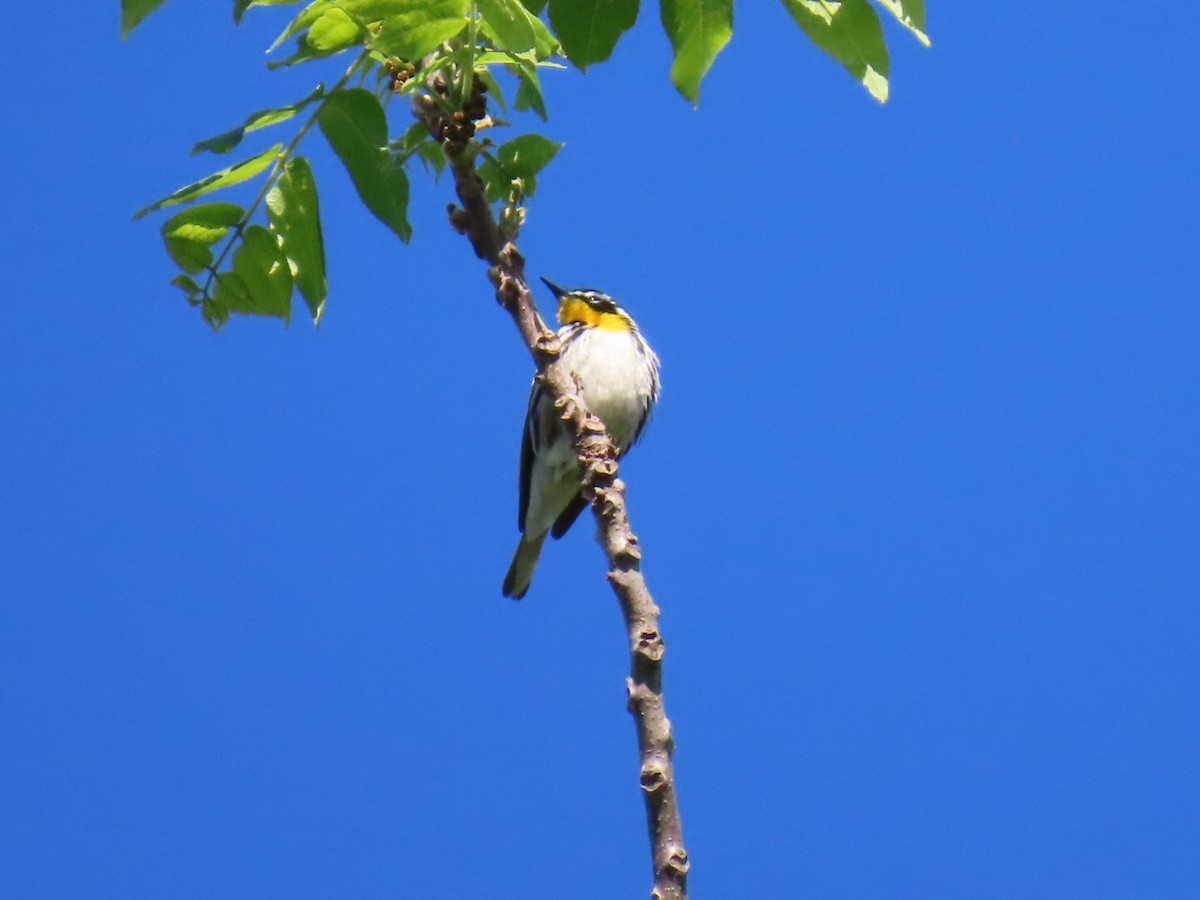 Yellow-throated Warbler - ML618815971