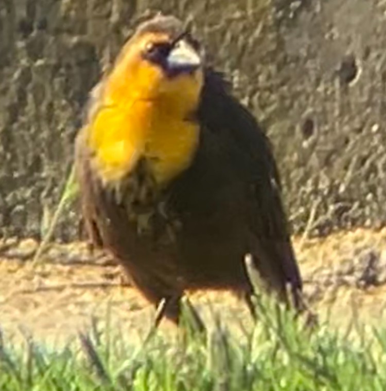 Yellow-headed Blackbird - Nelson Pascuzzi