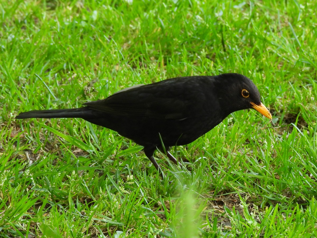 Eurasian Blackbird - Gerald Moore