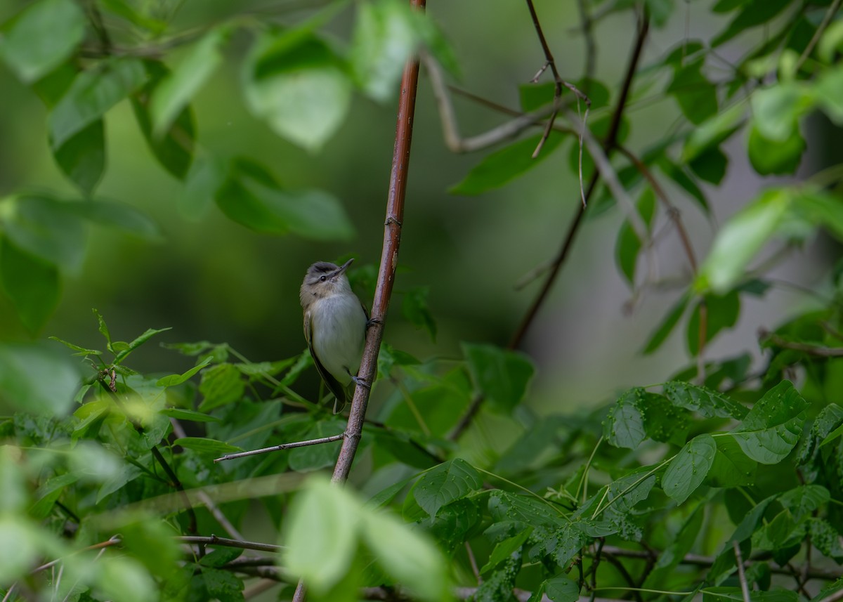 Red-eyed Vireo - Sheila and Ed Bremer