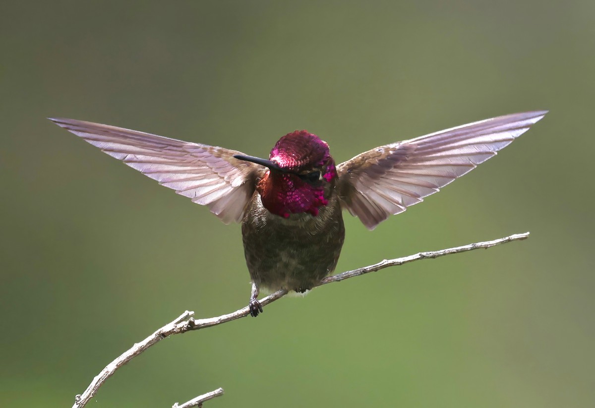 Anna's Hummingbird - Constance Vigno