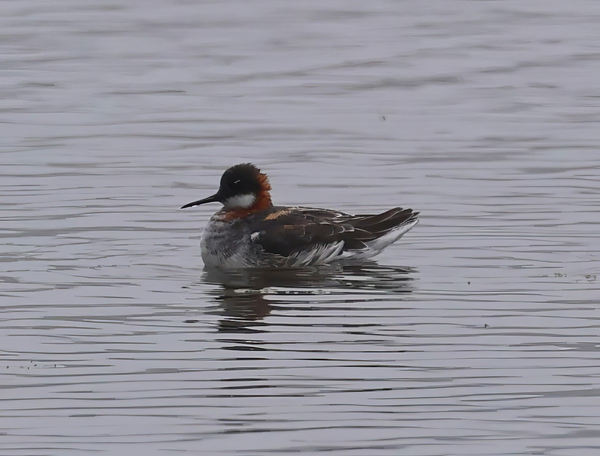 Red-necked Phalarope - Constance Vigno