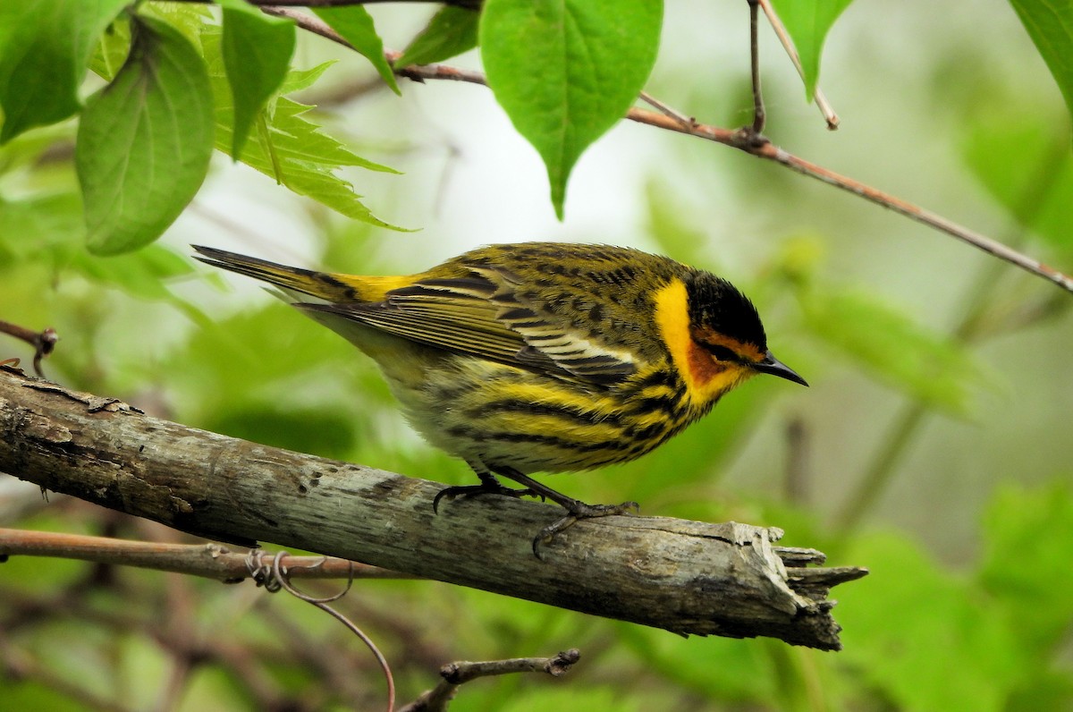 Cape May Warbler - ML618815993