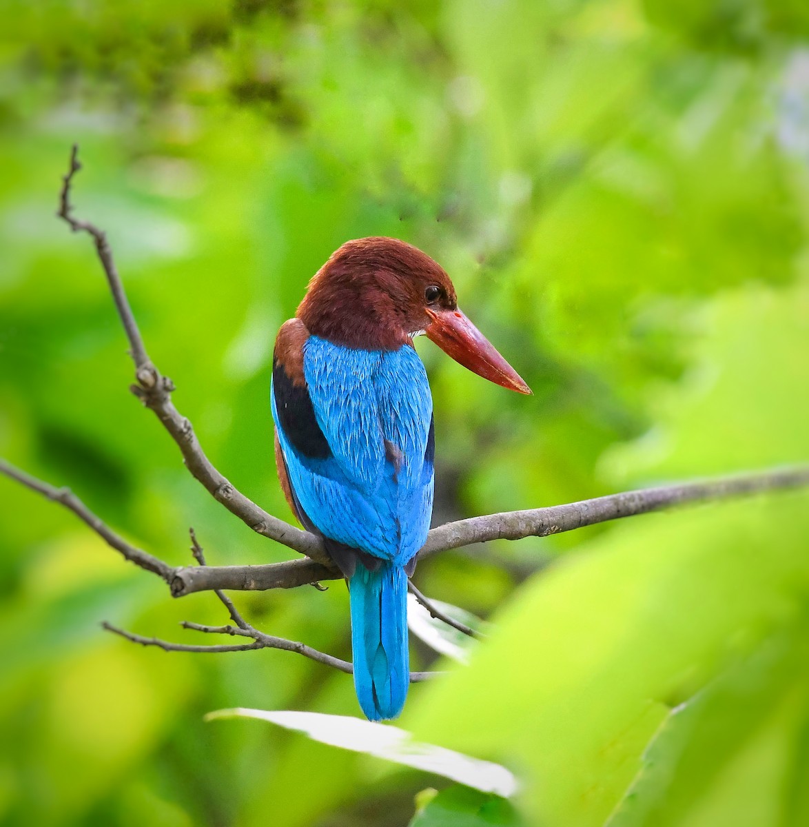 White-throated Kingfisher - ML618816014