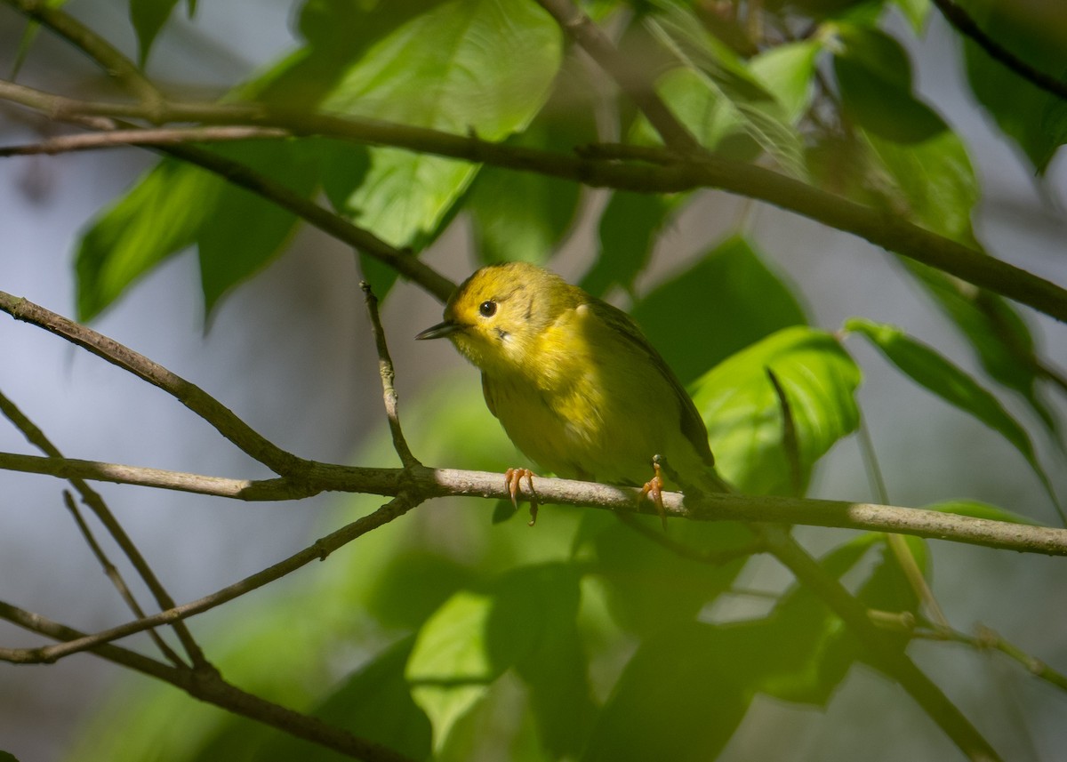 Yellow Warbler - Sheila and Ed Bremer