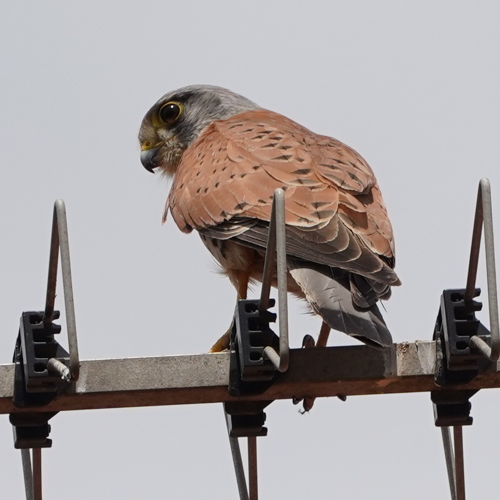 Eurasian Kestrel (Eurasian) - Szymon  Bzoma