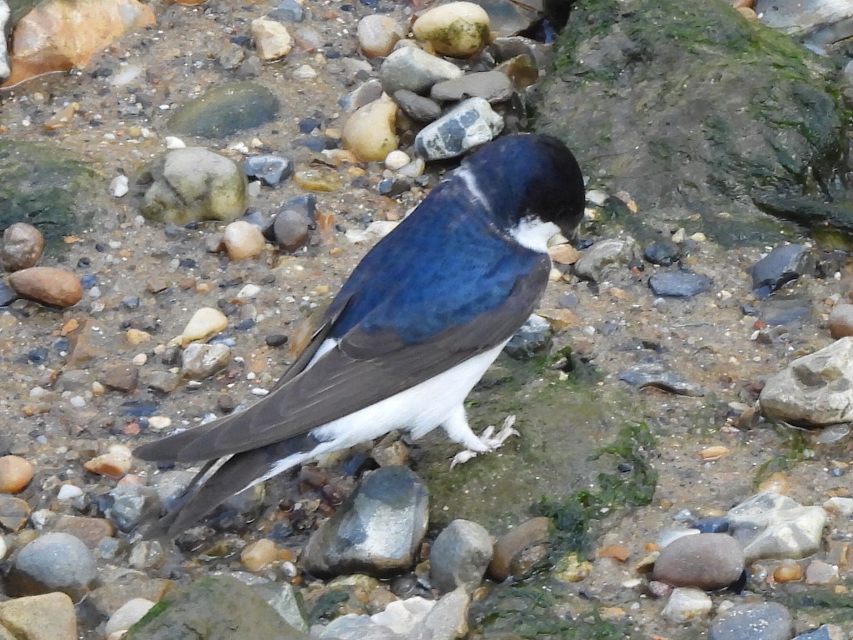 Western House-Martin - Gerald Moore