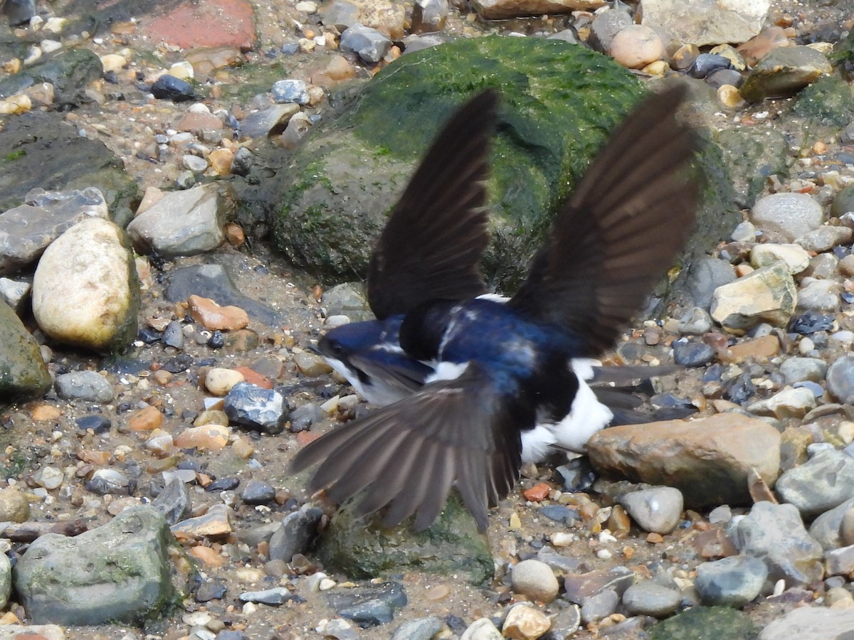 Western House-Martin - Gerald Moore