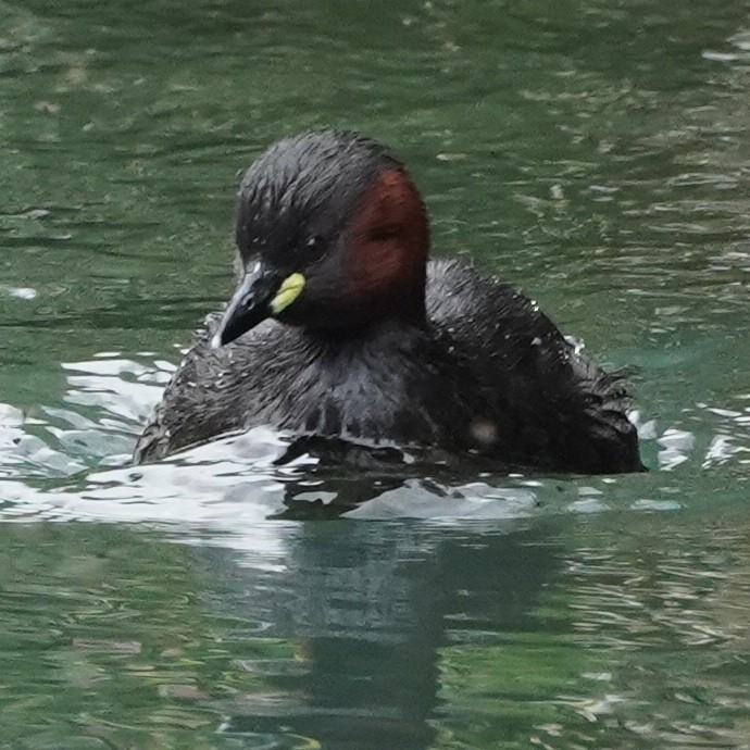 Little Grebe - Szymon  Bzoma