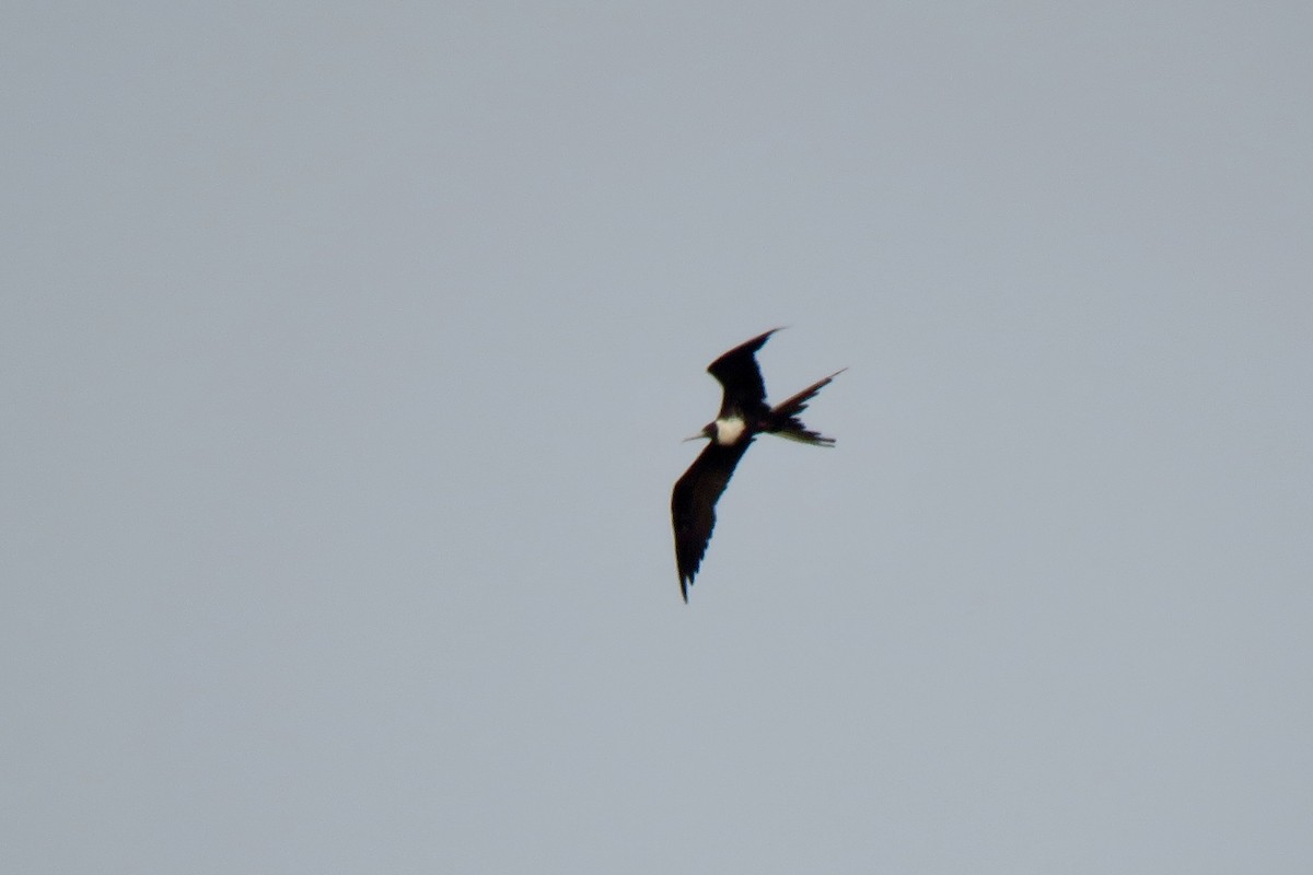 Magnificent Frigatebird - Nancy Clogston