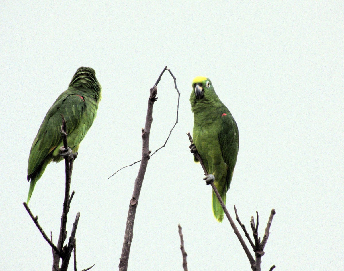 Yellow-crowned Parrot - Beatriz Helena Pinzón Estupiñan