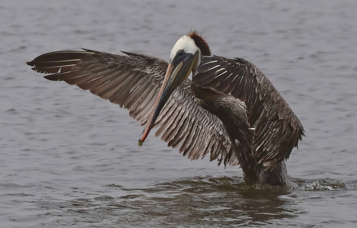 Brown Pelican - Constance Vigno